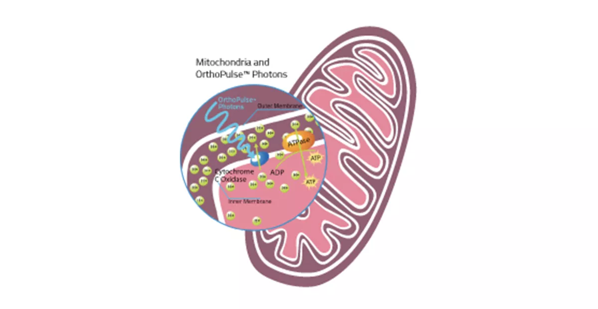 Graphic of Mitochondria and Orthopulse Photons